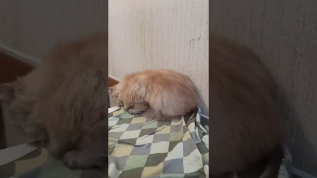 The look of a Persian cat after being combed out. / Взгляд персидского кота, после вычёсывания... смотреть онлайн