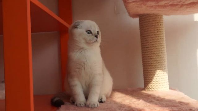 мальчик фолд 4 месяца,серебристая шиншилла пойнт смотреть онлайн