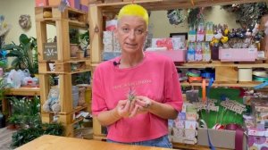 Тилландсия Ионанта  - не поливать, не пересаживать | Cамое неприхотливое растение в мире