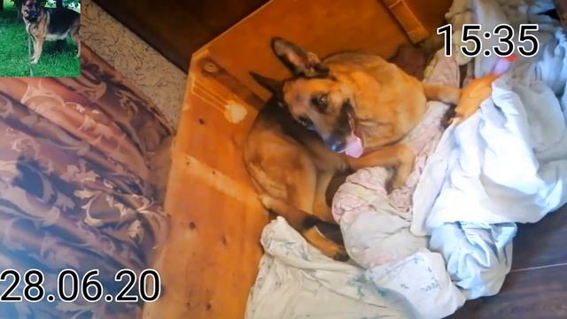 Собака рожает.Немецкая овчарка признаки ,предвестники,поведение собаки 62-63 день .2 день смотреть онлайн