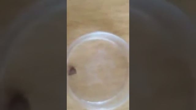 Эвкалипт против клещей, комаров, мух смотреть онлайн