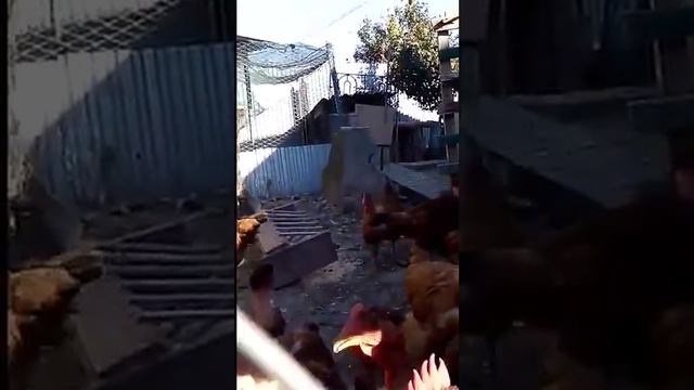 Яйца куриные домашние, всегда в наличии . Куры едят натуральные зерно смеси, без антибиотиков. смотреть онлайн