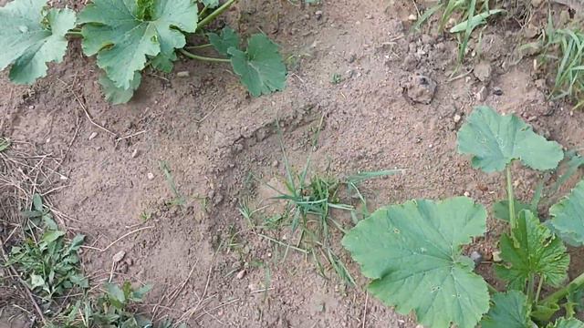 Дом у озера. Грихново. Кабачки (04 июля 2023 года). смотреть онлайн