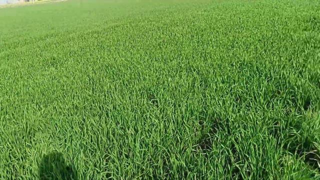 MOMIJI ਤੇ ZIDUA results#pyroxasulfone#bayermomiji#basfjudua#momijitechnical#result#gullidanda#viral смотреть онлайн