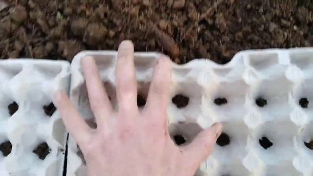 Как посадить редиску в бумажных лотках от куриных яиц. смотреть онлайн