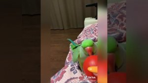 Говорящий ожереловый попугай Ричи