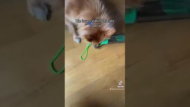Paws&Claws New Product #dog #doglover #dogs #puppies #puppy #toys #cute смотреть онлайн