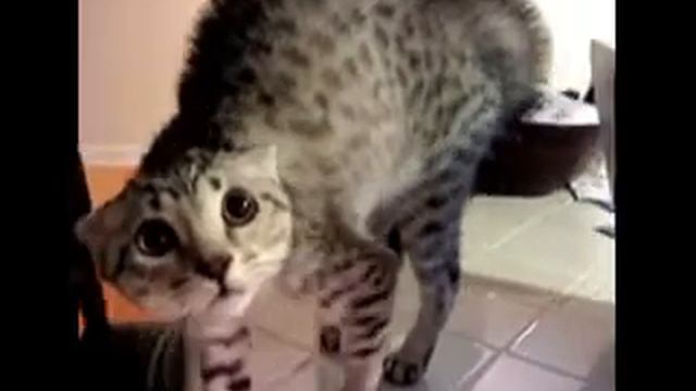 Гифка, взъерошенный кот смотреть онлайн