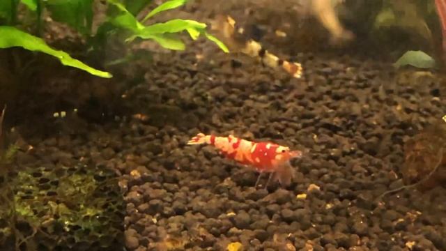 Microsorum pteropus, сорт «Thors Hammer» смотреть онлайн