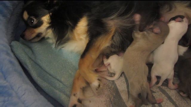 Слабонервным не смотреть!!! Кесарево на дому. Первые роды. Щенки чихуахуа! смотреть онлайн