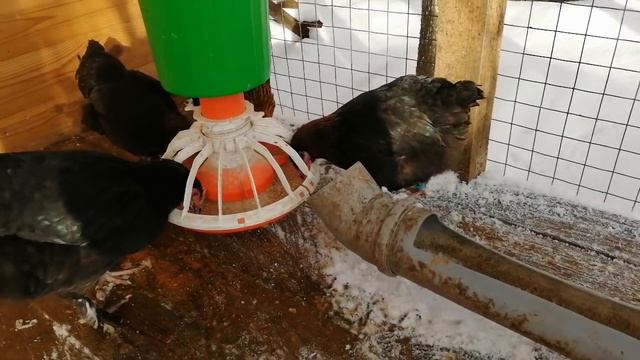 КУРЫ Маран уход и содержание смотреть онлайн