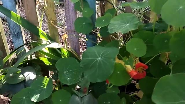 #настурция смотреть онлайн