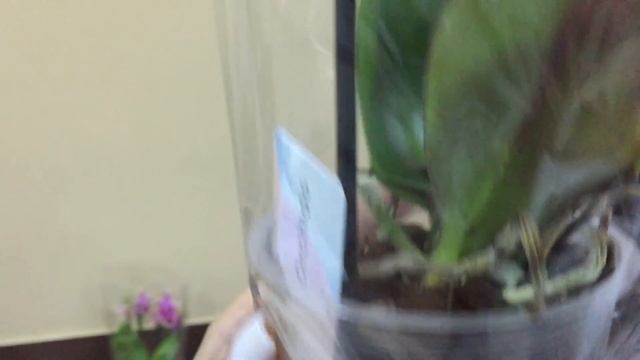 Завоз сортовых орхидей в Экофлору 15 сентября 2020 г. Чёрная Жемчужина, Лиодоро, Белый Башмак и тд. смотреть онлайн