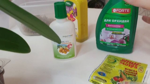 Рекомендую так ПОЛИВАТЬ орхидею После ПЕРЕСАДКИ // Обязательно ОПРЫСКИВАТЬ орхидеи после пересадки смотреть онлайн