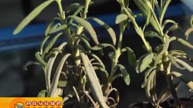 Ярмарка саженцев смотреть онлайн