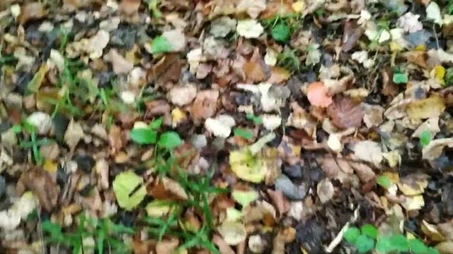 Осень.В лесу красно от подосиновиков смотреть онлайн