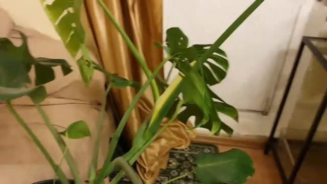 Монстера деликатесная смотреть онлайн
