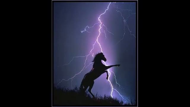 Лошадь цвета аквамарин 2014