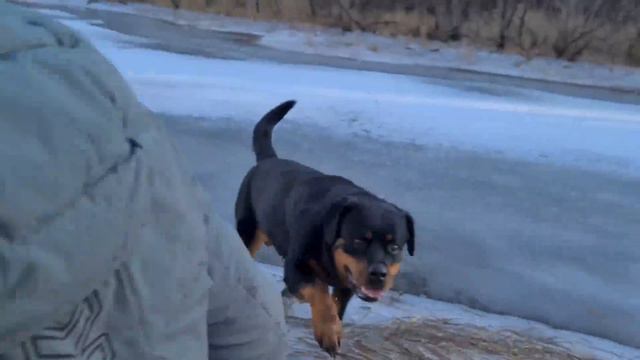 Panther Luna and the frozen lake / Venza Rottweiler is an icebreaker смотреть онлайн
