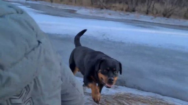 Panther Luna and the frozen lake / Venza Rottweiler is an icebreaker