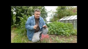 Лофант анисовый