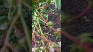 Роза Хеллоу. Почвопокровная. Сибсад.