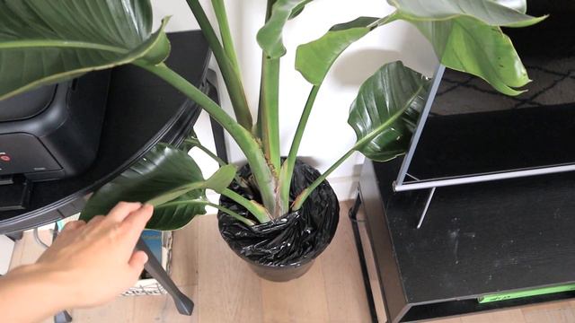 PLANT TOUR 🌱 | Indoor Houseplant Collection + Propagation Tips!