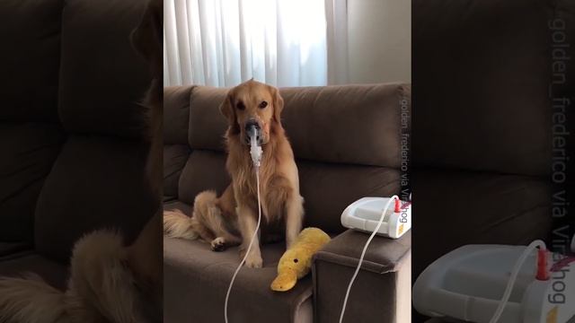 Dog Has Oxygen Mask to Help His Cough hd смотреть онлайн