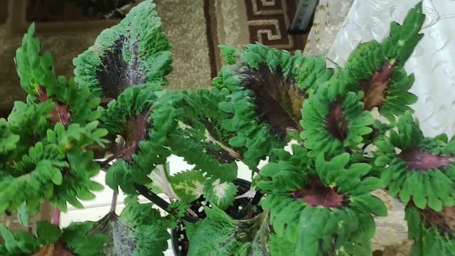 Обзор шикарной  коллекции колеусов.Более 170 сортов с названиями. Что будет в продаже на весну 2024