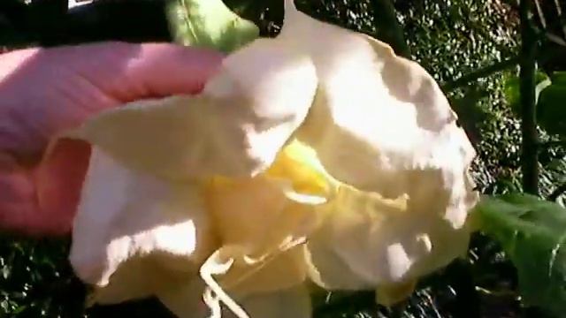 Lovie Brugmansia смотреть онлайн