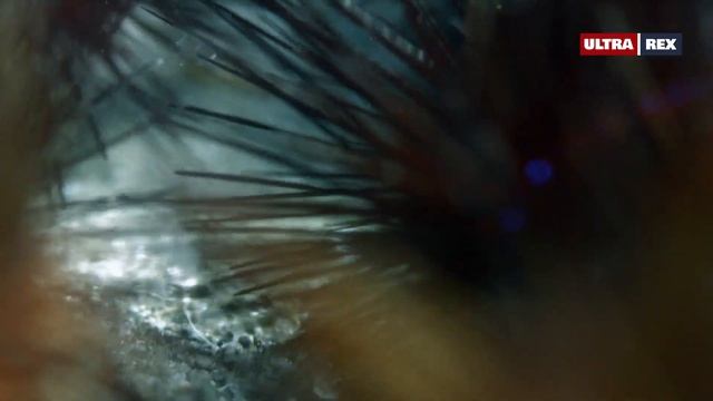 Для чего у морских коньков (род Hippocampus) глаза могут двигаться независимо друг от друга ? смотреть онлайн