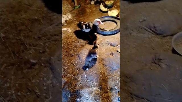 утенок возвращается к своей семье?? смотреть онлайн