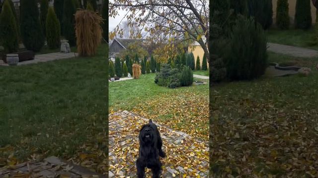 Желтые 🍁 листья и ризеншнауцер 🐕🦺 #giant #riesenschnauzer #ризеншнауцер #자이언트 #dog смотреть онлайн