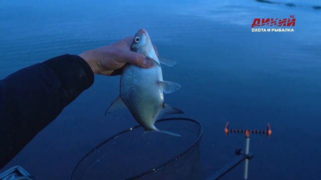 Настоящий фидер смотреть онлайн