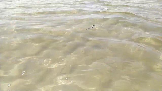 #крым Черноморское.Осторожно,в воде змеи. смотреть онлайн