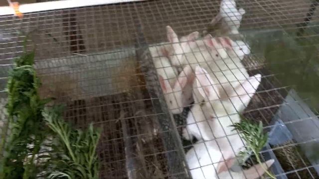 полынь и пижма для кроликов от глистов. смотреть онлайн