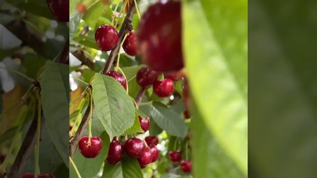 Takemetherenow - Cherry Picking смотреть онлайн