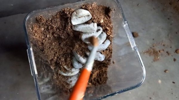 building a Terrarium out of a food storage container