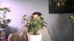 Обрезаю розы кардана. Роза кардана один месяц после покупки
