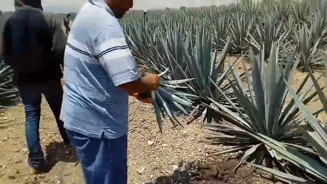 Preparación de Hijuelos 2020 смотреть онлайн