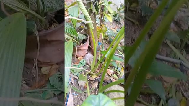 Rare Giant Alocasia Augustiana смотреть онлайн
