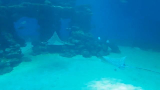 Огромный аквариум с акулами и скатами, акула-молот. Израиль, Эйлат. смотреть онлайн