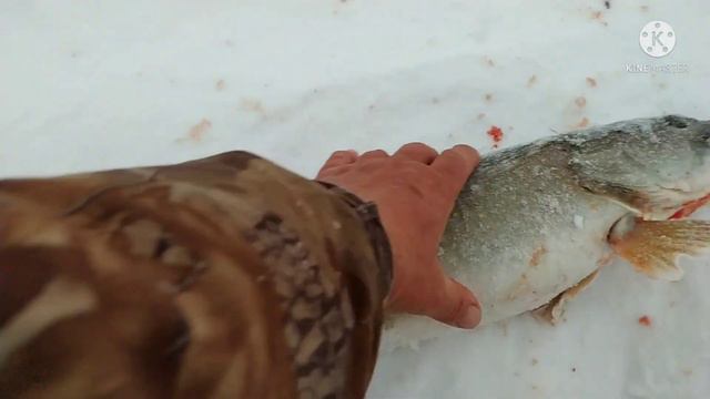 Рыбалка в Казахстане.Жерлицы работают,но все мимо. смотреть онлайн