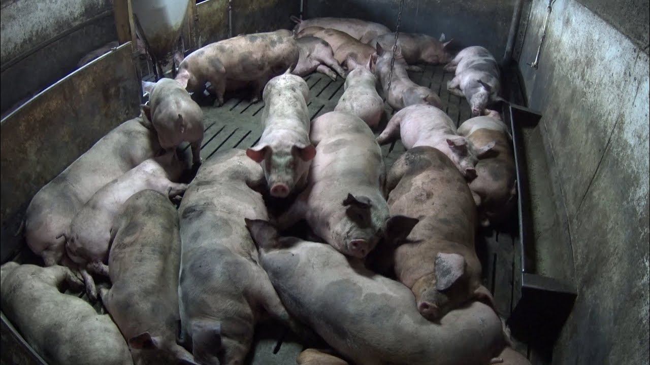 ‼️ОПОРОС В ОБЩЕЙ КЛЕТКИ ‼️ТАКОГО Я НЕ ОЖИДАЛ ‼️ПЕРЕНЁС ДВЕРЬ, УТЕПЛИЛ СТЕНУ В МАТОЧНОМ ОТДЕЛЕНИИ ‼️ смотреть онлайн