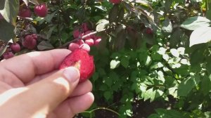 Слива сорт средний Голливуд(plum Hollywood), красномясая