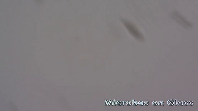 Что можно увидеть в воде с цветами через неделю. смотреть онлайн