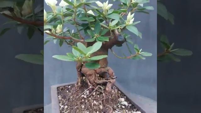 Sumo Dwarf Rhododendron Bonsai Tree смотреть онлайн