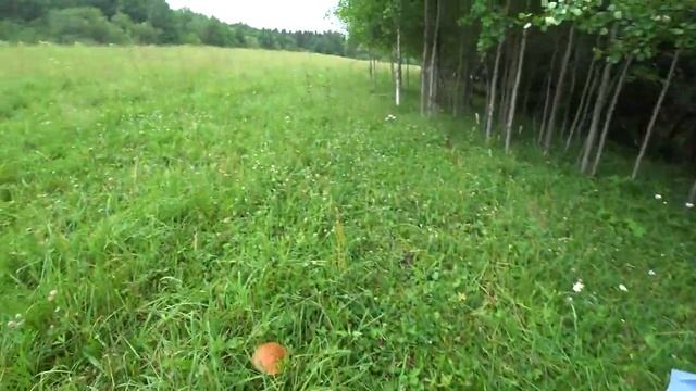 ОТОРВАЛИСЬ ПО ПОДОСИНОВИКАМ!!! Пермь. смотреть онлайн