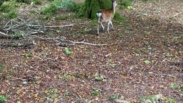 ВЫХОДНЫЕ В КИЛЛАРНИ (4) ? ROSS CASTLE KILLARNEY ? ПРОГУЛКА ПО СКАЗОЧНОМУ ЛЕСУ?@Amond смотреть онлайн