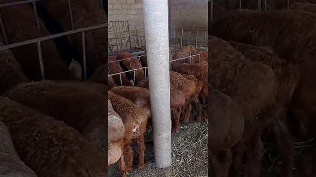 Аршанские ягнята смотреть онлайн